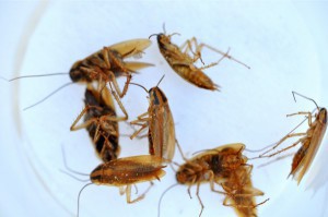 cockroach_drying-small-300x199