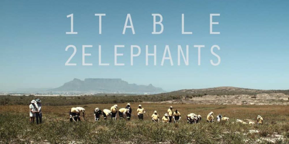 1 Table 2 Elephants: a film essay about bushmen bboys, a flower kingdom and the ghost of a princess (5 min teaser)